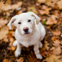 White,Labrador,Type,,Mongrel,,Dog,In,Autumn,Forest,Full,Of